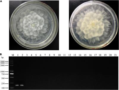 Development of a Loop-Mediated Isothermal Amplification Method for the Rapid Detection of Phytopythium vexans